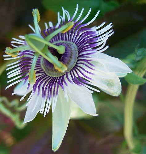 Passiflora morifolia