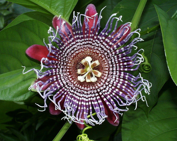 Passiflora quadrangularis