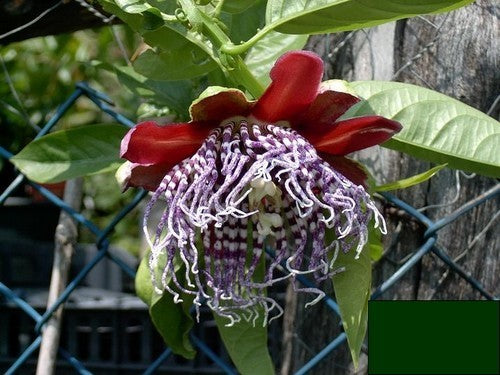 Passiflora quadrangularis