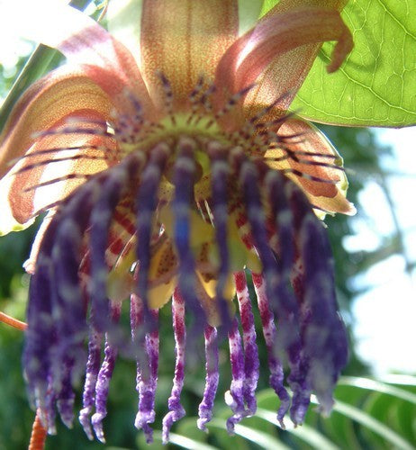 Passiflora quadrangularis