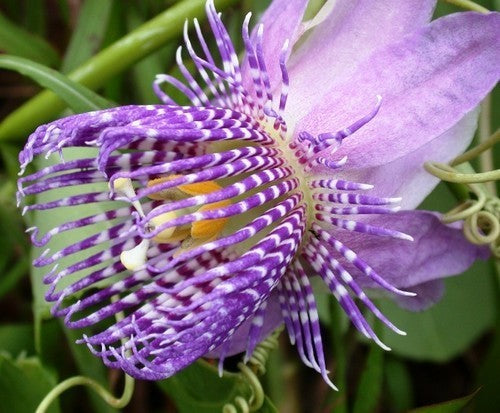 Passiflora seemannii