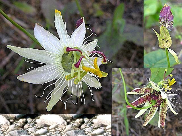 Passiflora Setacea