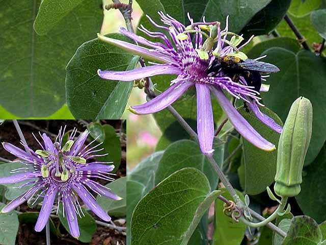 Passiflora subrotunda