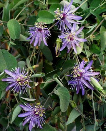 Passiflora subrotunda