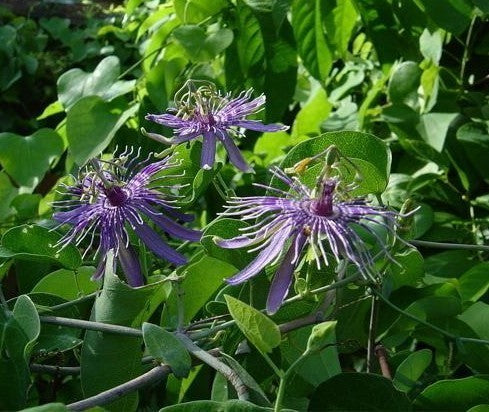 Passiflora subrotunda