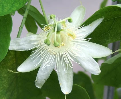 Passiflora subpeltata