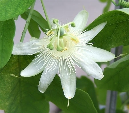 Passiflora subpeltata