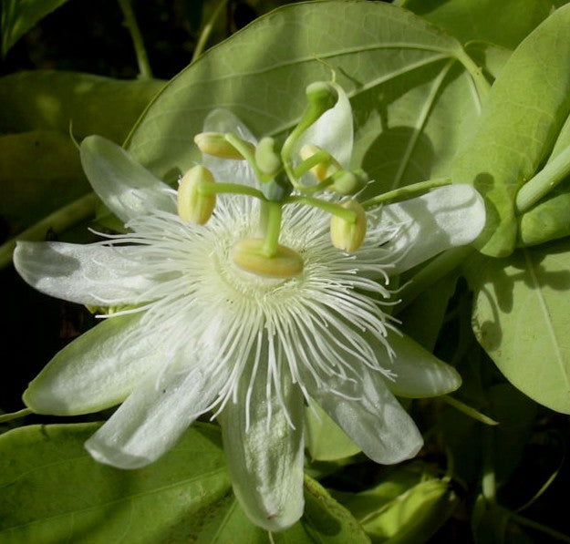 Passiflora subpeltata