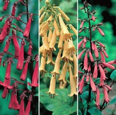 Phygelius capensis 'Species Mixed'