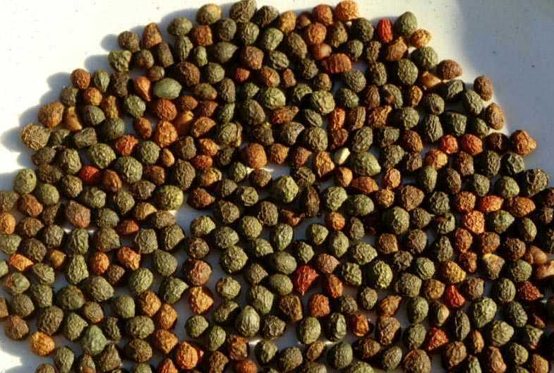 Pistacia terebinthus
