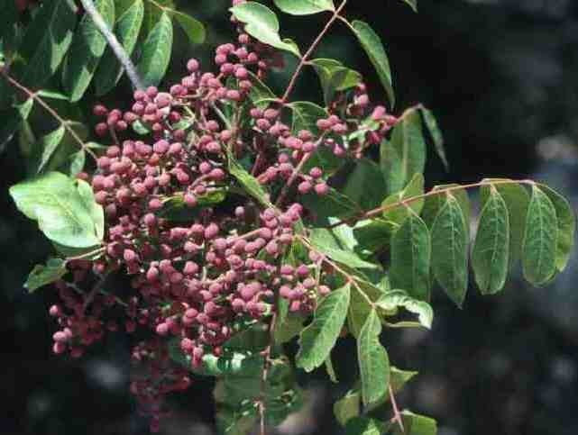 Pistacia terebinthus