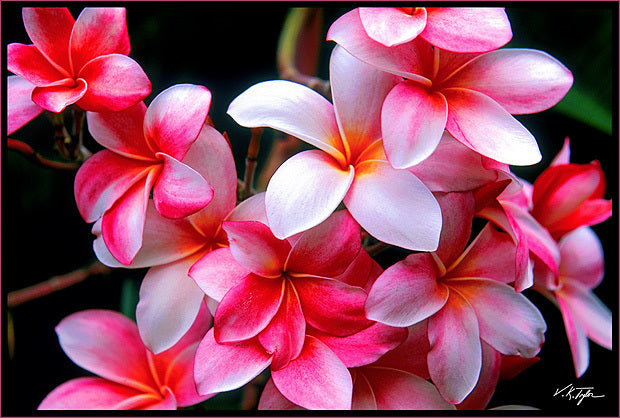 Plumeria species 'Mixed'