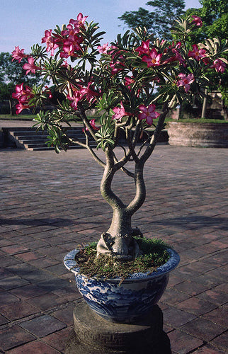 Plumeria species 'Mixed'