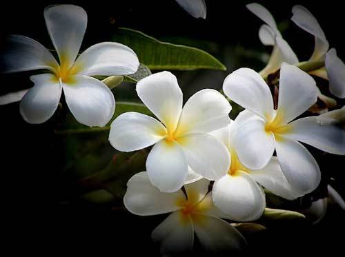 Plumeria species 'Mixed'