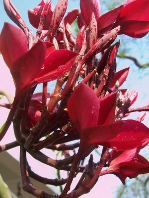 Plumeria species 'Mixed'