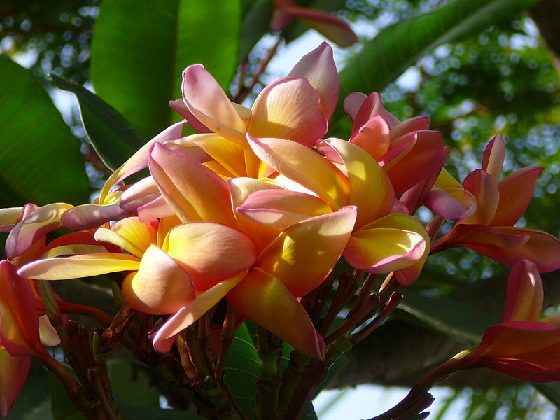 Plumeria species 'Mixed'