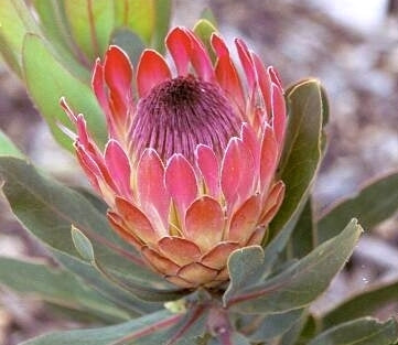 Protea compacta