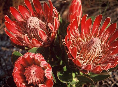 Protea compacta