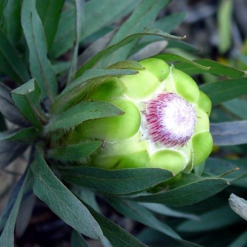Protea coronata