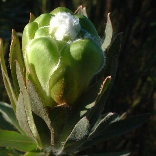 Protea coronata
