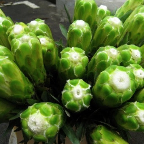 Protea coronata