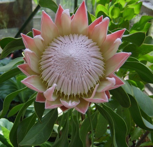 Protea cynaroides
