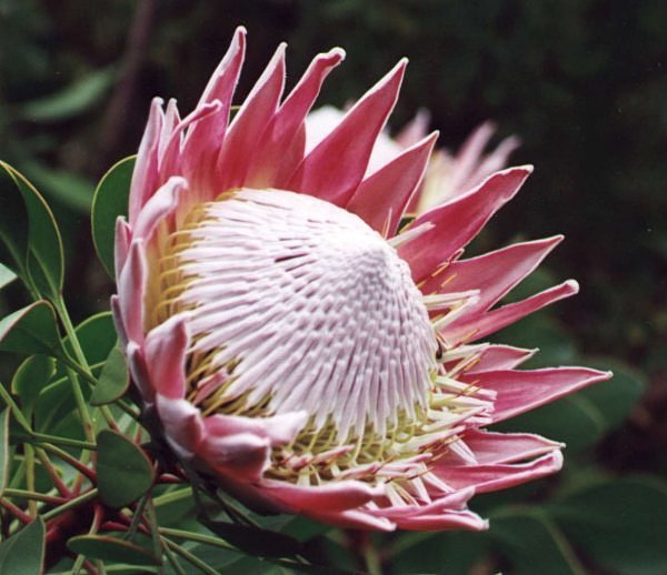 Protea cynaroides