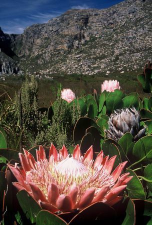 Protea cynaroides