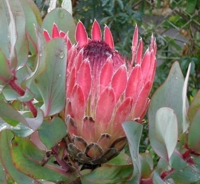 Protea eximia