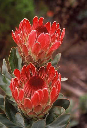 Protea eximia
