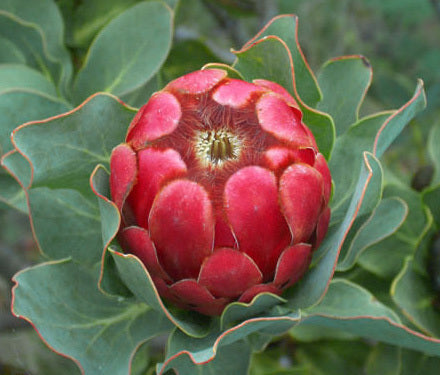 Protea grandiceps