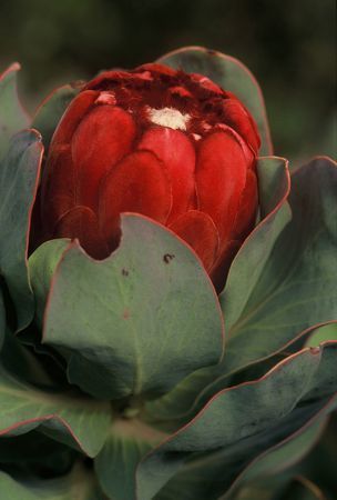 Protea grandiceps