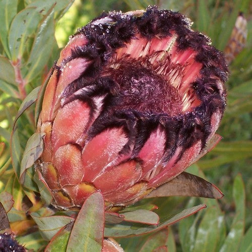 Protea laurifolia