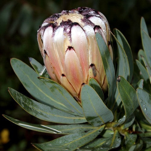 Protea laurifolia