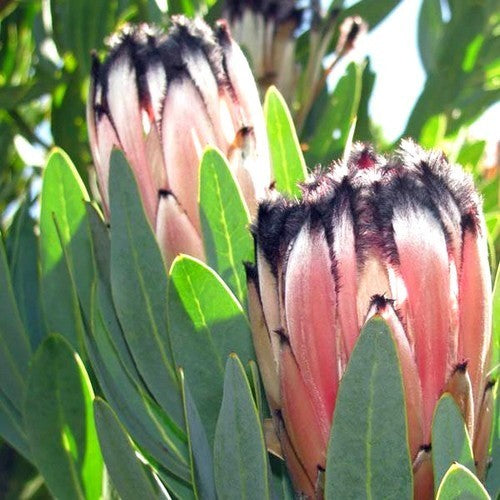 Protea laurifolia