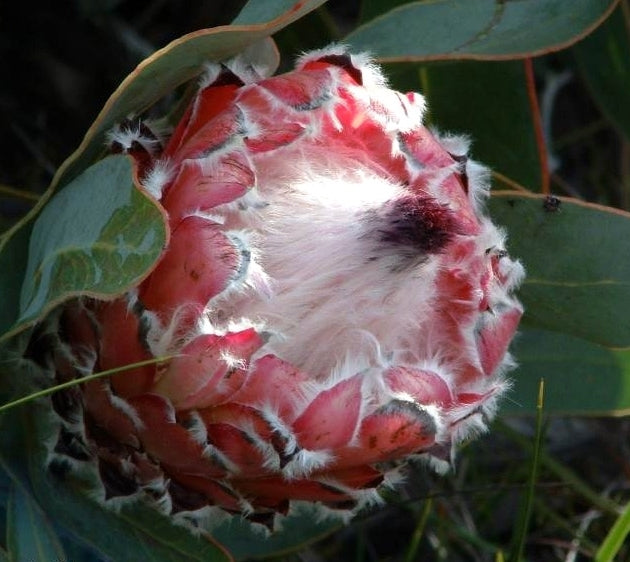 Protea magnifica