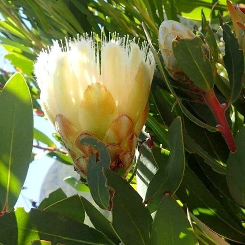 Protea mundii