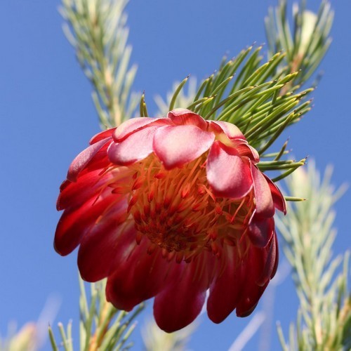 Protea nana