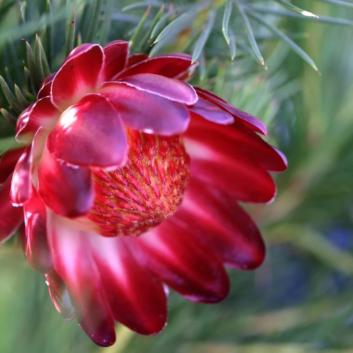 Protea nana