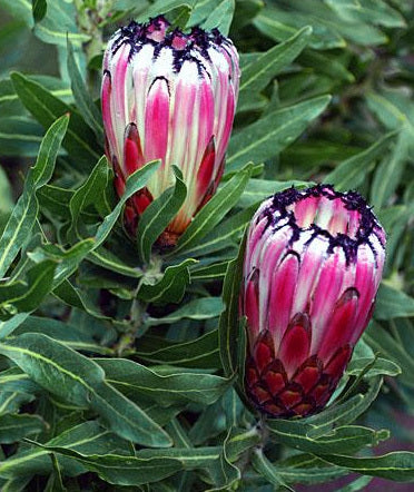 Protea neriifolia