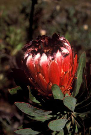 Protea neriifolia