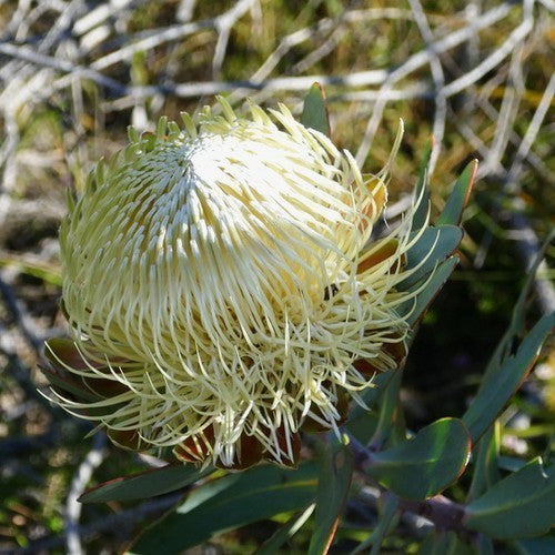 Protea nitida