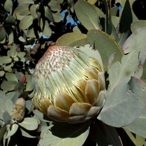 Protea nitida