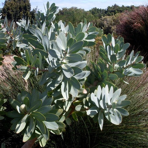 Protea nitida
