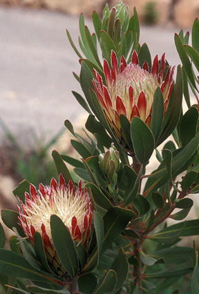Protea obtusifolia