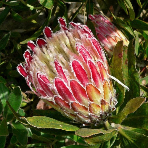Protea obtusifolia