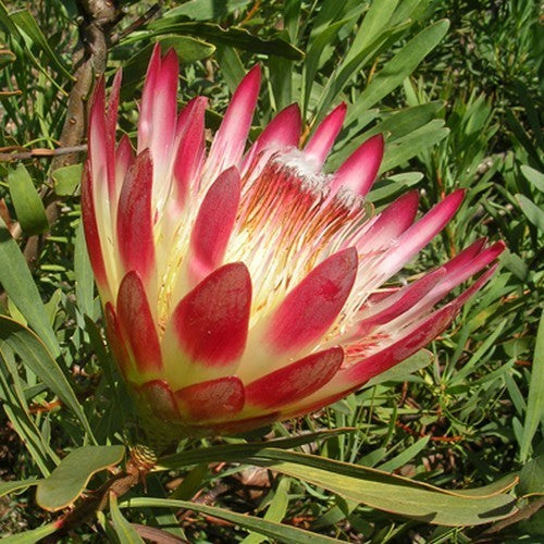 Protea repens