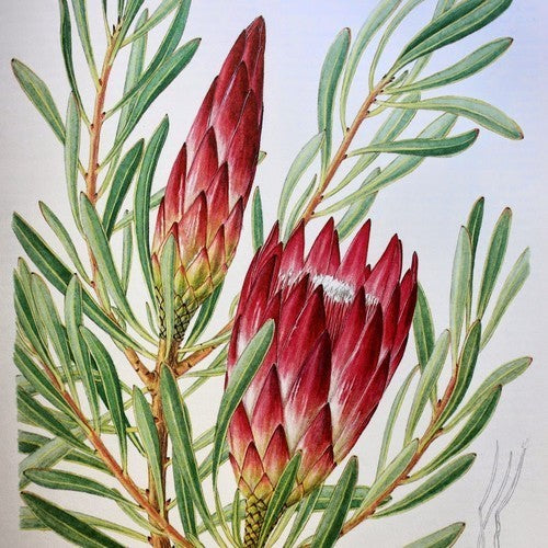 Protea repens