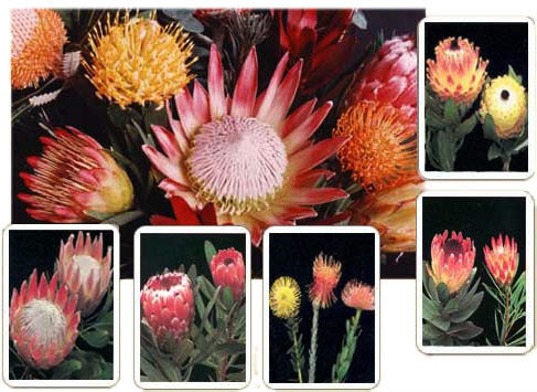 Protea 'Formula Mix'