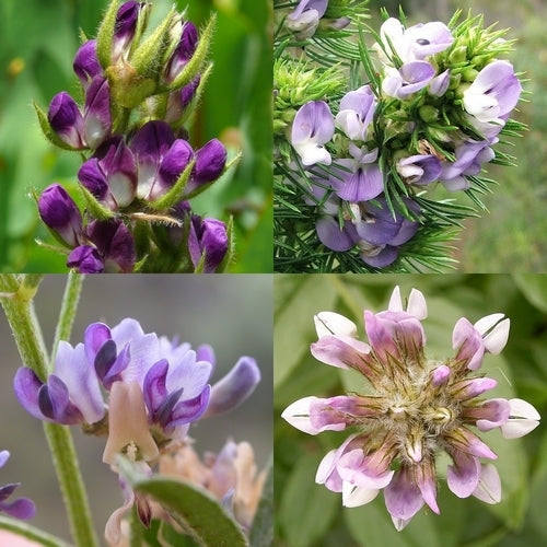 Psoralea